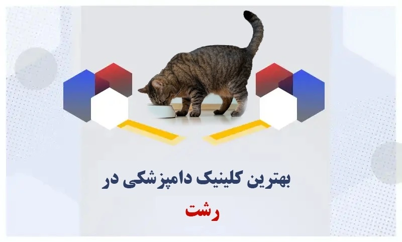 بهترین کلینیک دامپزشکی رشت| خدمات برتر و متخصص