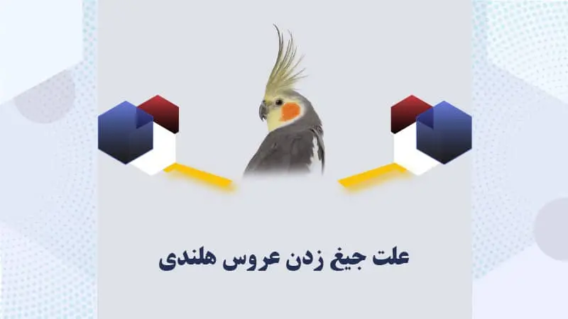 علت-جیغ-زدن-عروس-هلندی