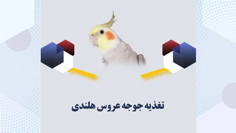 تغذیه جوجه عروس هلندی از روز اول تا ۴۰ روزگی؛ برنامه غذایی کامل