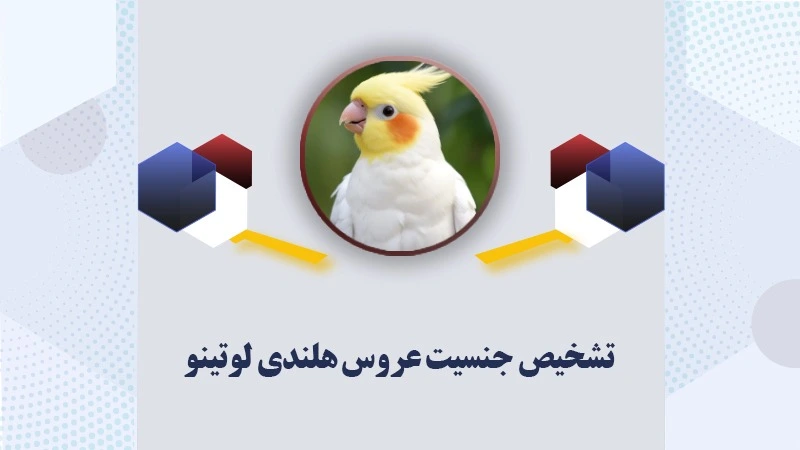 تشخیص جنسیت عروس هلندی لوتینو|راهنمای تشخیص نر و ماده