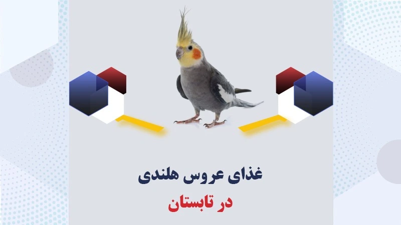 غذای-عروس-هلندی-در-تابستان