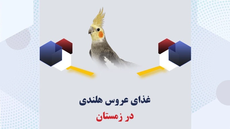 غذای-عروس-هلندی-در-زمستان